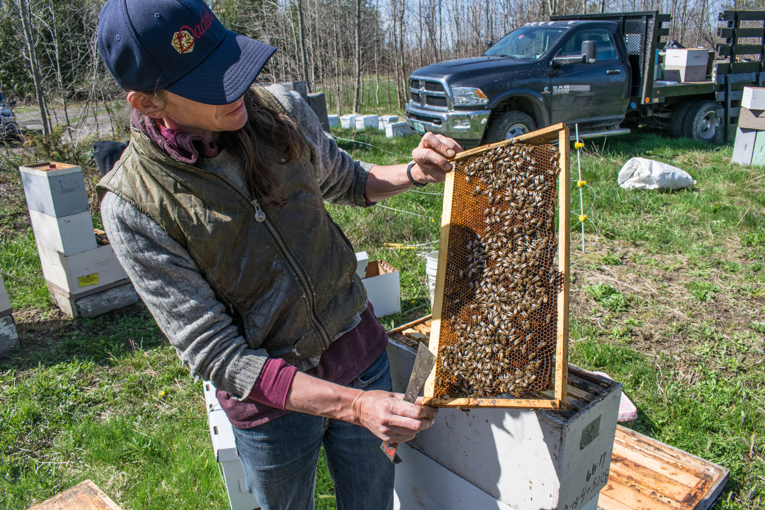 Kate inspects a frame of brood while transferring over-wintered nucleus colonies into ten frame langstroth hives for use, or five frame transport boxes for sale.