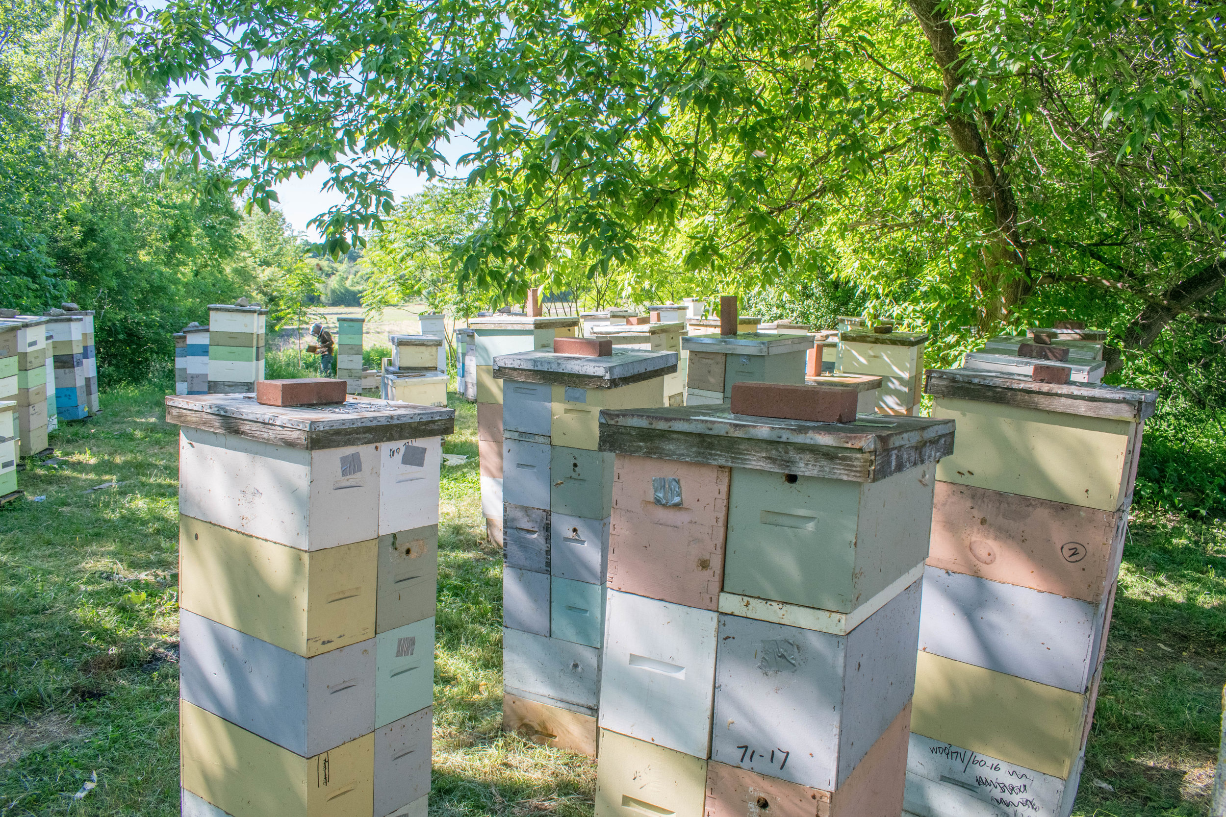 Decker yard is full of overwintered nucleus colonies. These act as what Mike refers to as ‘brood factories’. This means that they are expanded to 4 or 5 nuc boxes high in the early part of the year, and then slowly broken back down as the extra brood resources are used to make summer nucs in June and July. These nuclei are managed so they go into winter heavy with honey, and packed with young bees.
