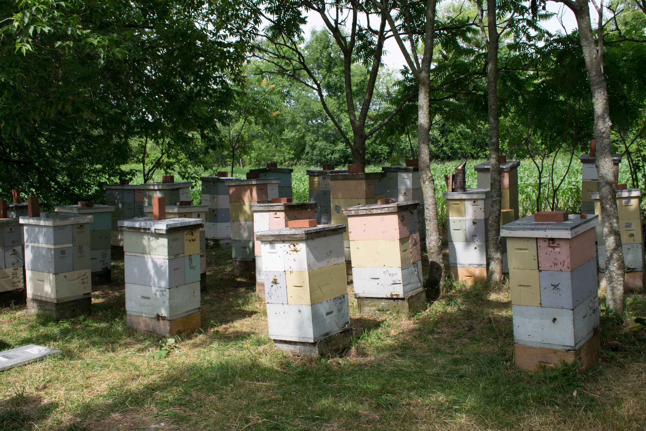 Brood factories at Decker cell building apiary. Thirty five strong cell building colonies, and 68 brood factories. By the end of June, the cloud of bees headed to the fields on a nice day is beekeeping in another dimension.