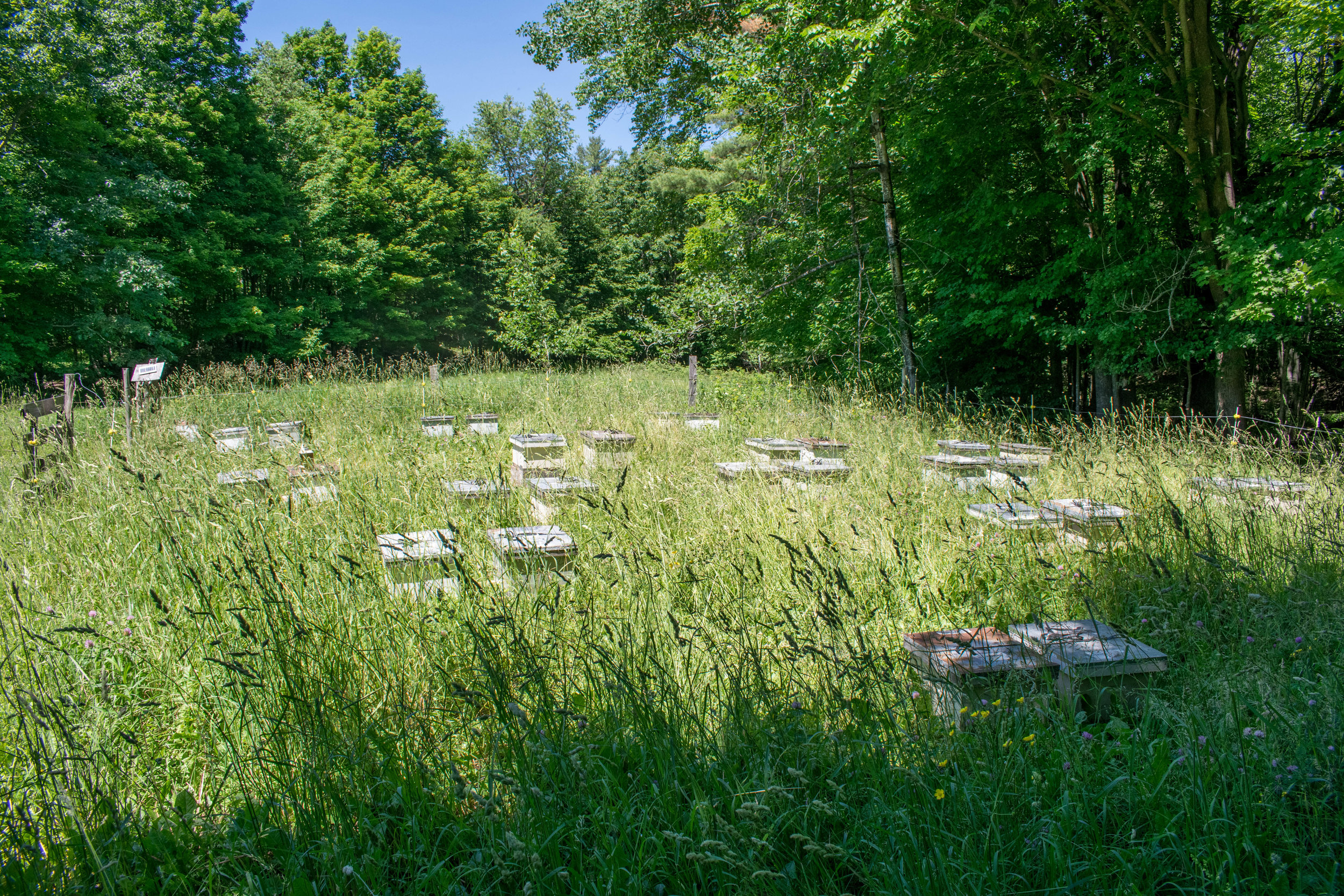Freshly made pairs of nuc just placed at Gates yard. Cutting grass will have to come later.