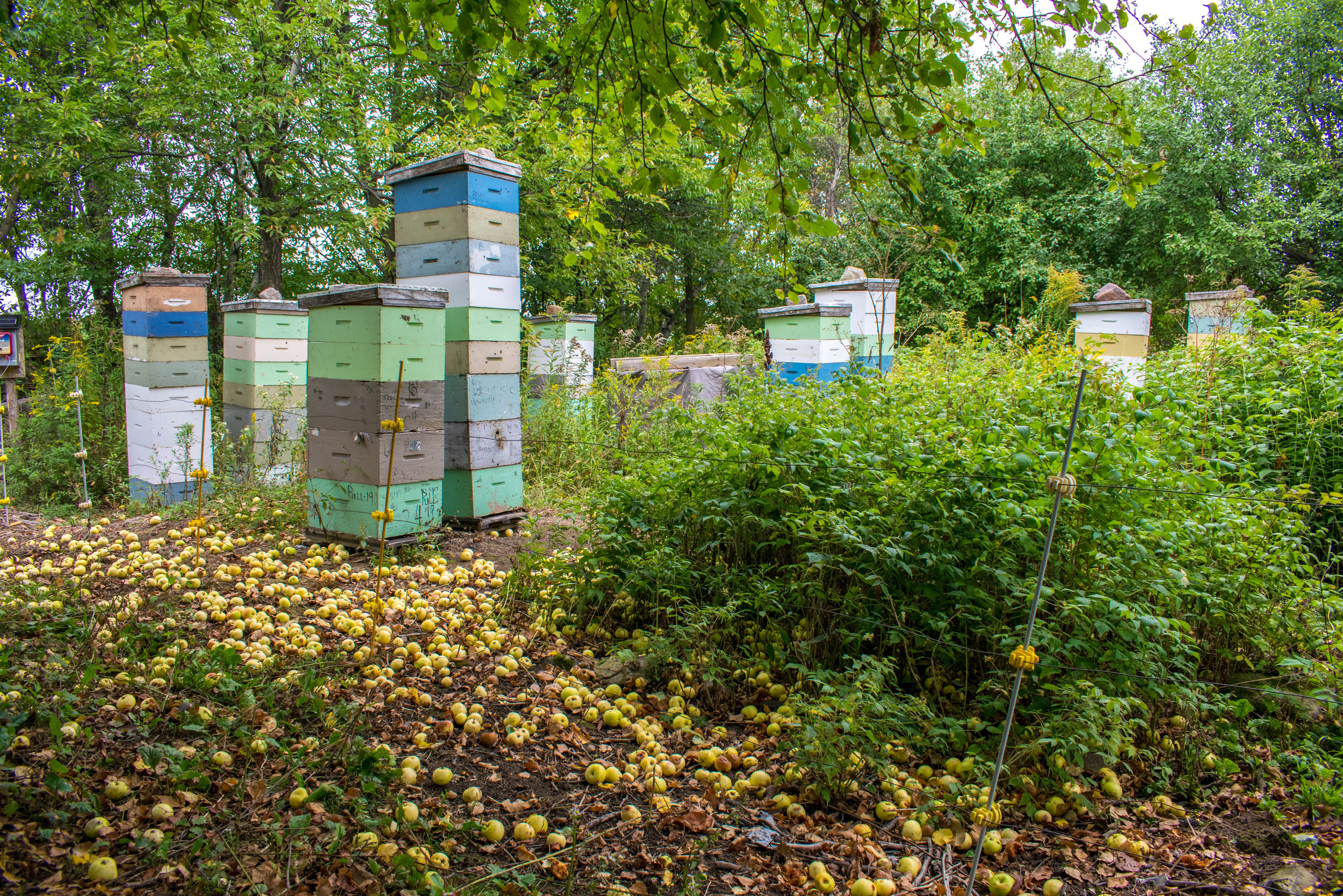 Apples on the ground in the Sunderland yard. It’s time to get this honey off.
