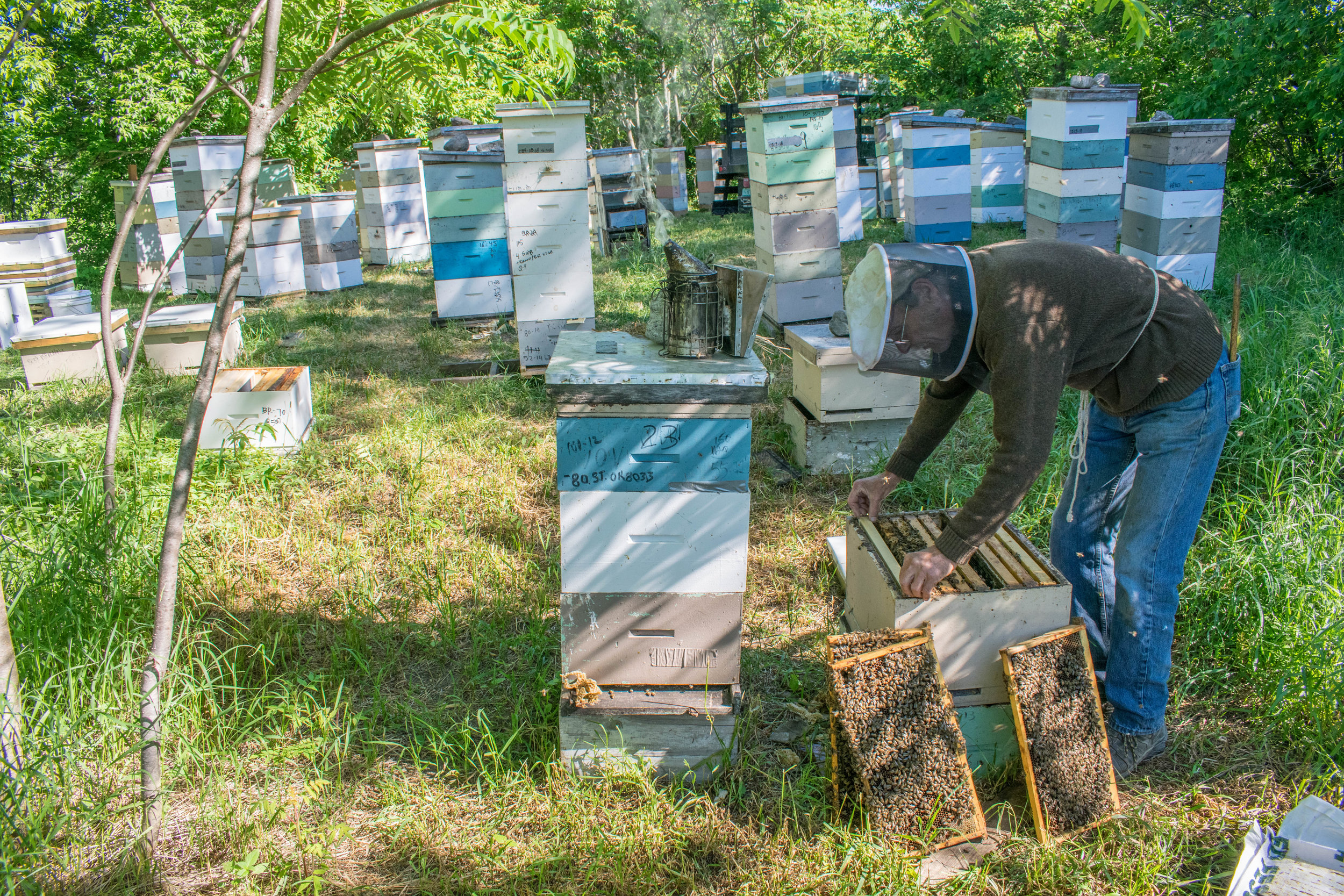 Working in the cell building apiary.