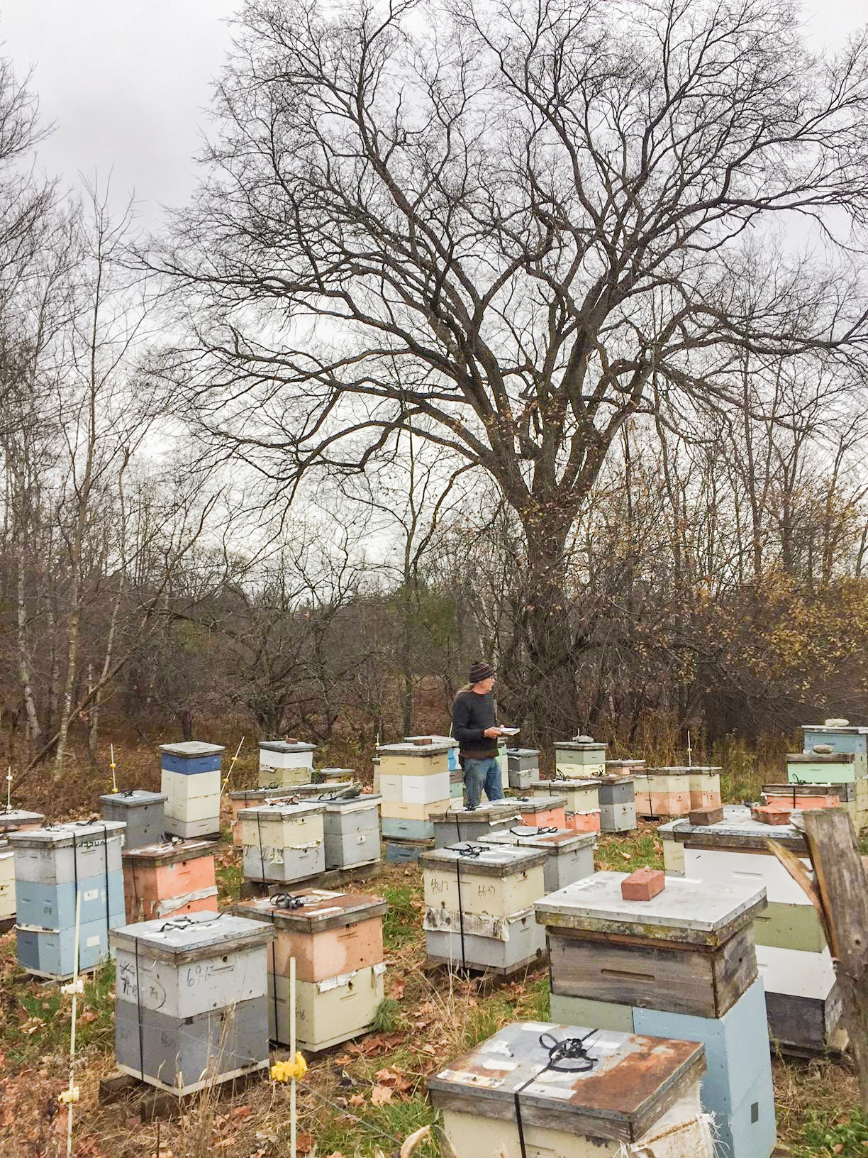 Mike at Berthiaume 2 yard, counting colonies before winter. Many of our mating nucs are wintered here.