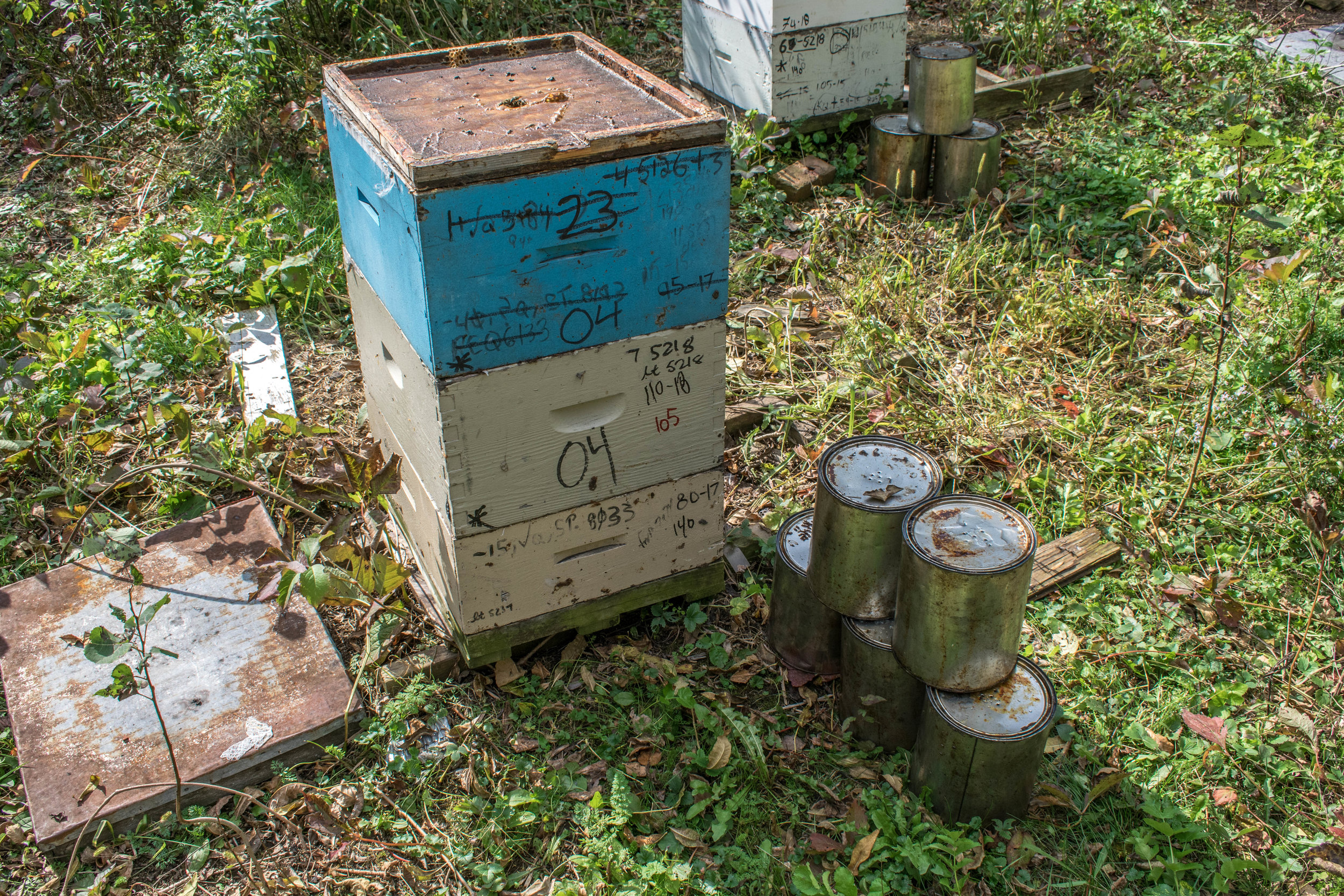 A light colony in the fall needing 50 lb. of feed to reach target weight. 5 cans of sugar syrup are placed next to the hive to be fed. Notice the information on the back of the hive. Hive number 04. On May 21, 2018 the colony had seven frames of bro