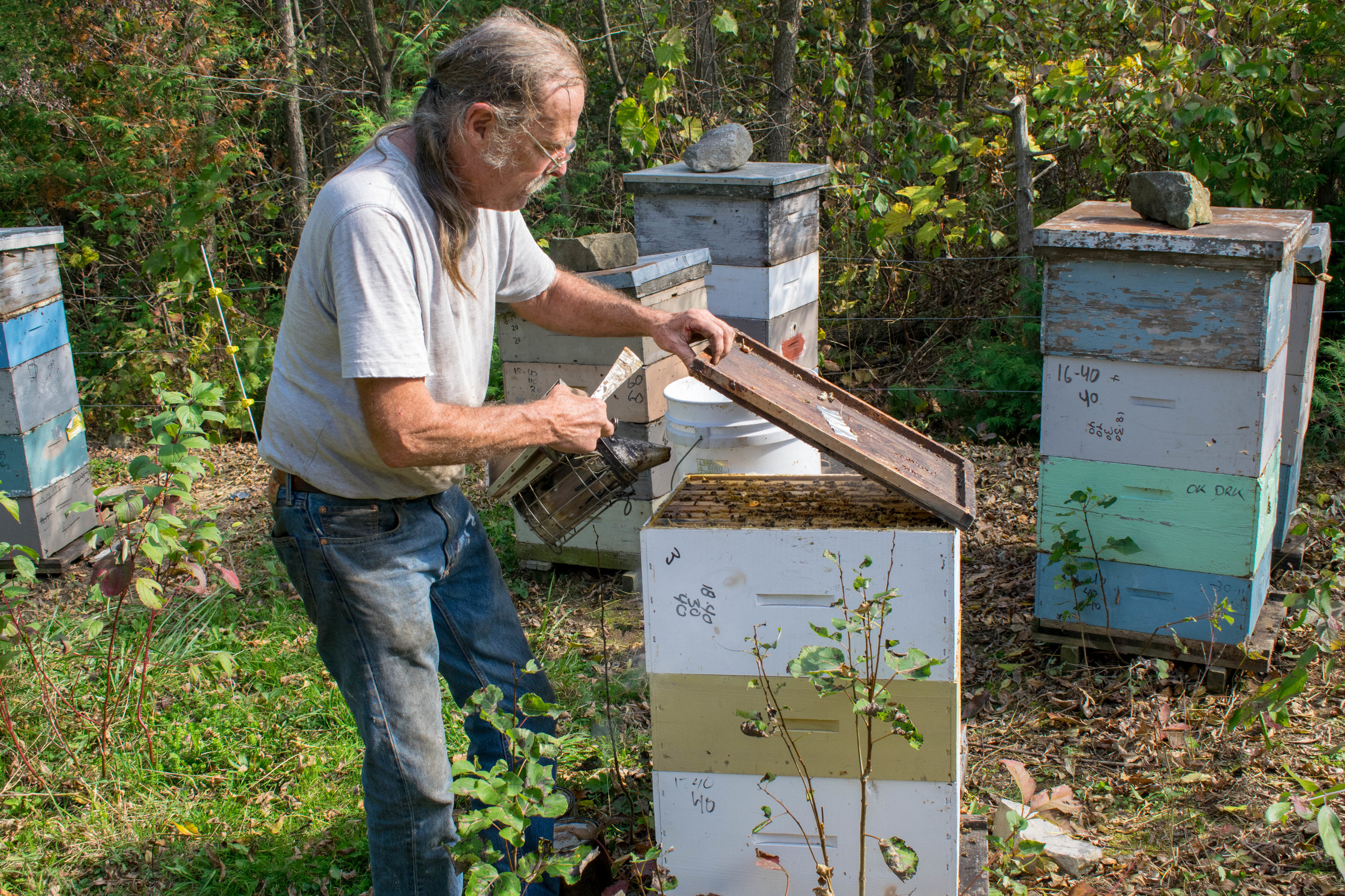 Mike’s method of feeding step 1: The covers are removed and lightly smoked to move the bees down off the top bars.