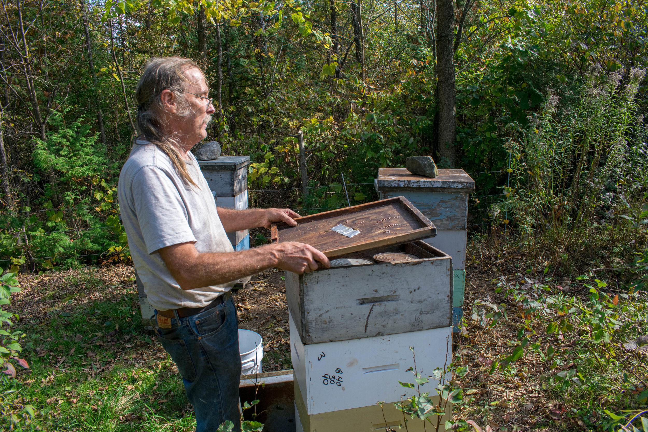 Step 5: The covers are replaced. This method allows the bee cluster to warm the syrup and facilitate feeding. This allows us to put specific feed amounts into individual colonies in order to reach specific target weights.