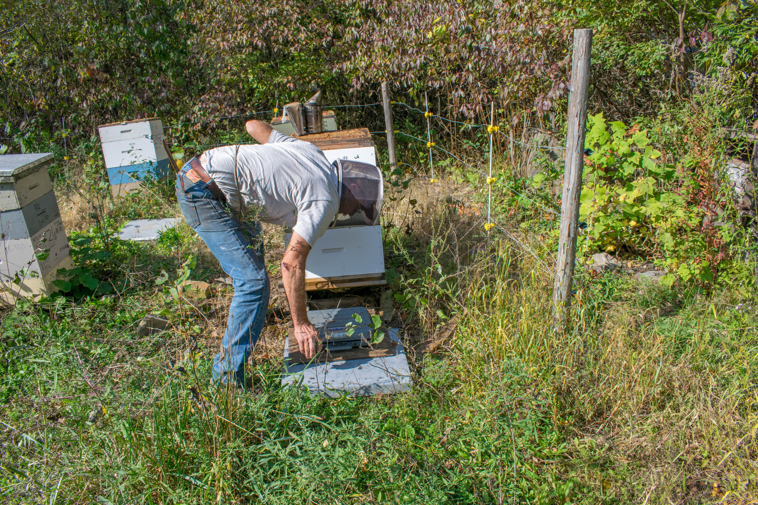 Mike’s method of weighing hives. First, the outer cover is removed and placed next to the hive stand. A utility scale is placed on the cover. Then the hive is tipped and the scale is slid under the upturned edge of the hive.