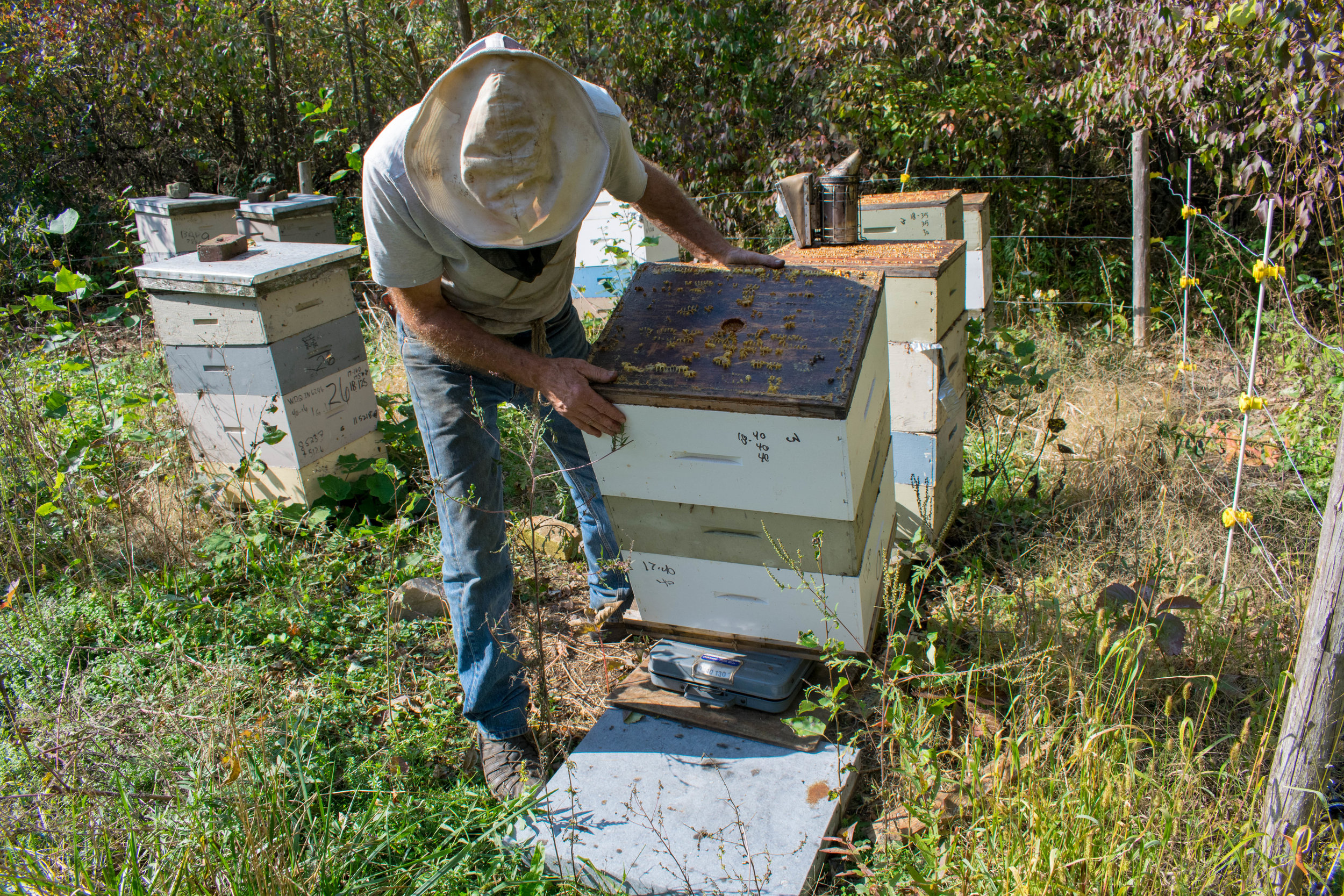 Next, the hive is tipped onto the scale and the weight is noted. Colonies consisting of two deeps and a medium (Mike’s standard) should go into winter weighing 155 lbs.