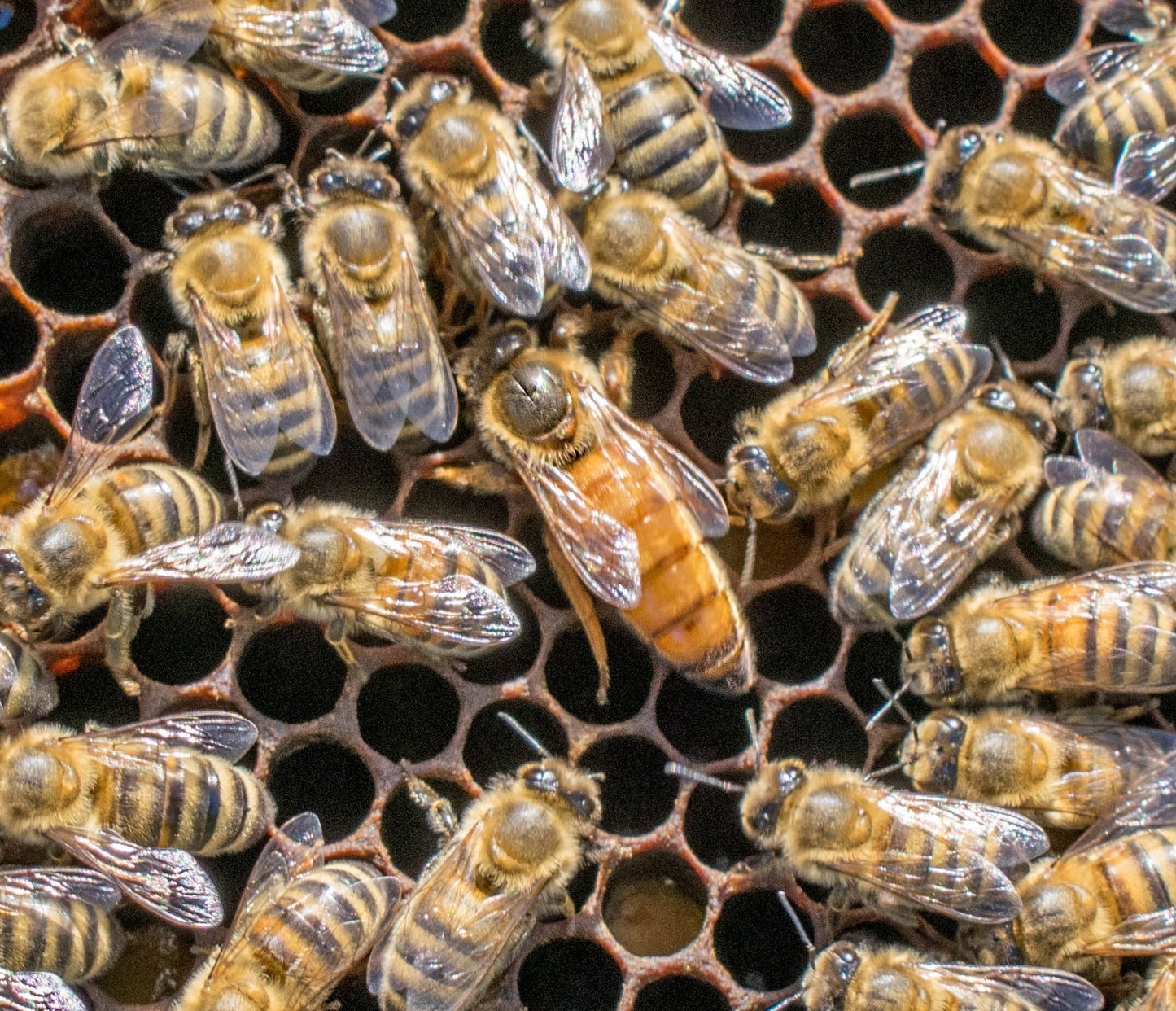 Bees & Honey — French Hill Apiaries