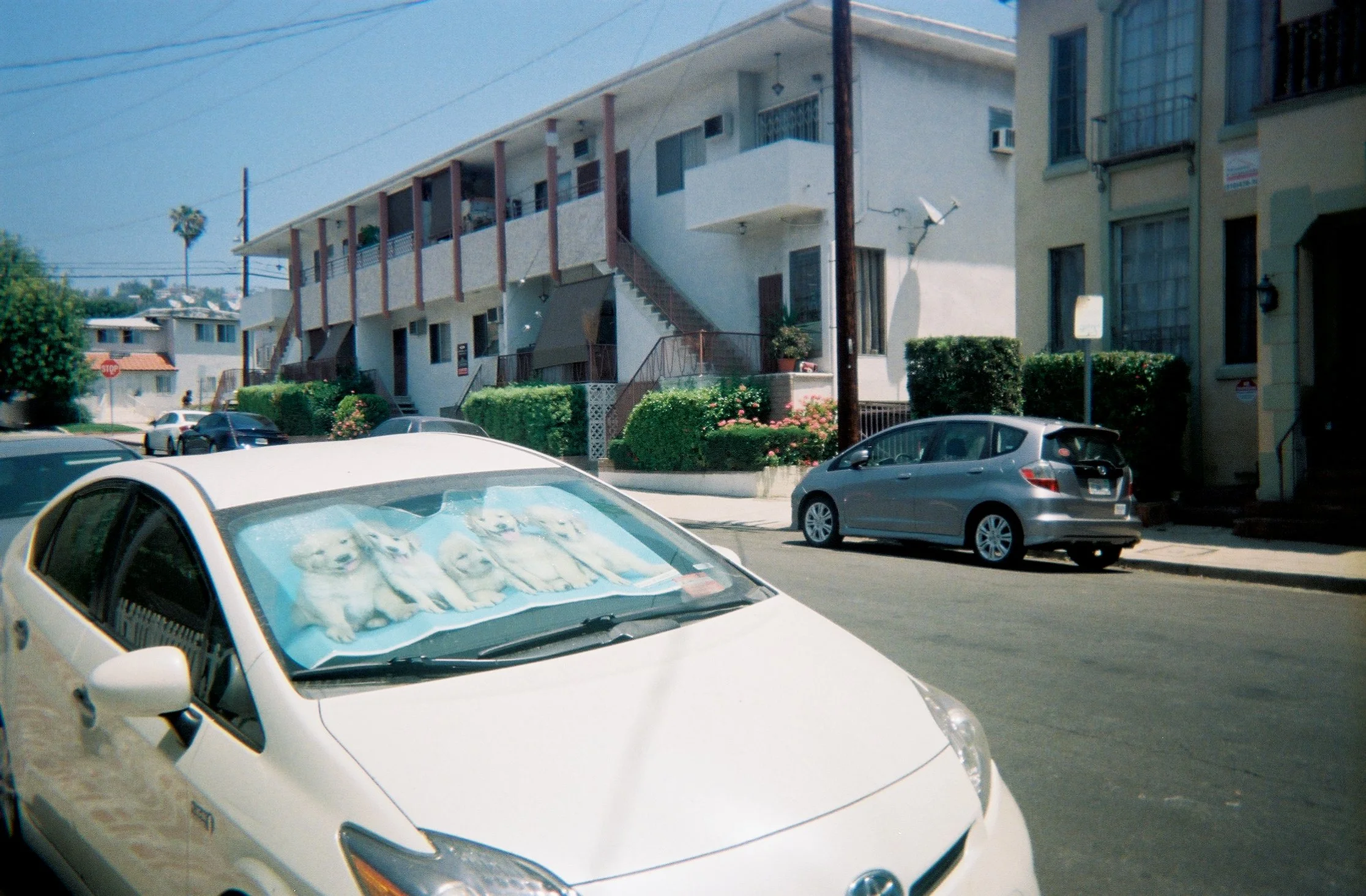 BAD_DOG_LA_ZOE_ZAG_LOS_ANGELES_lv.jpg