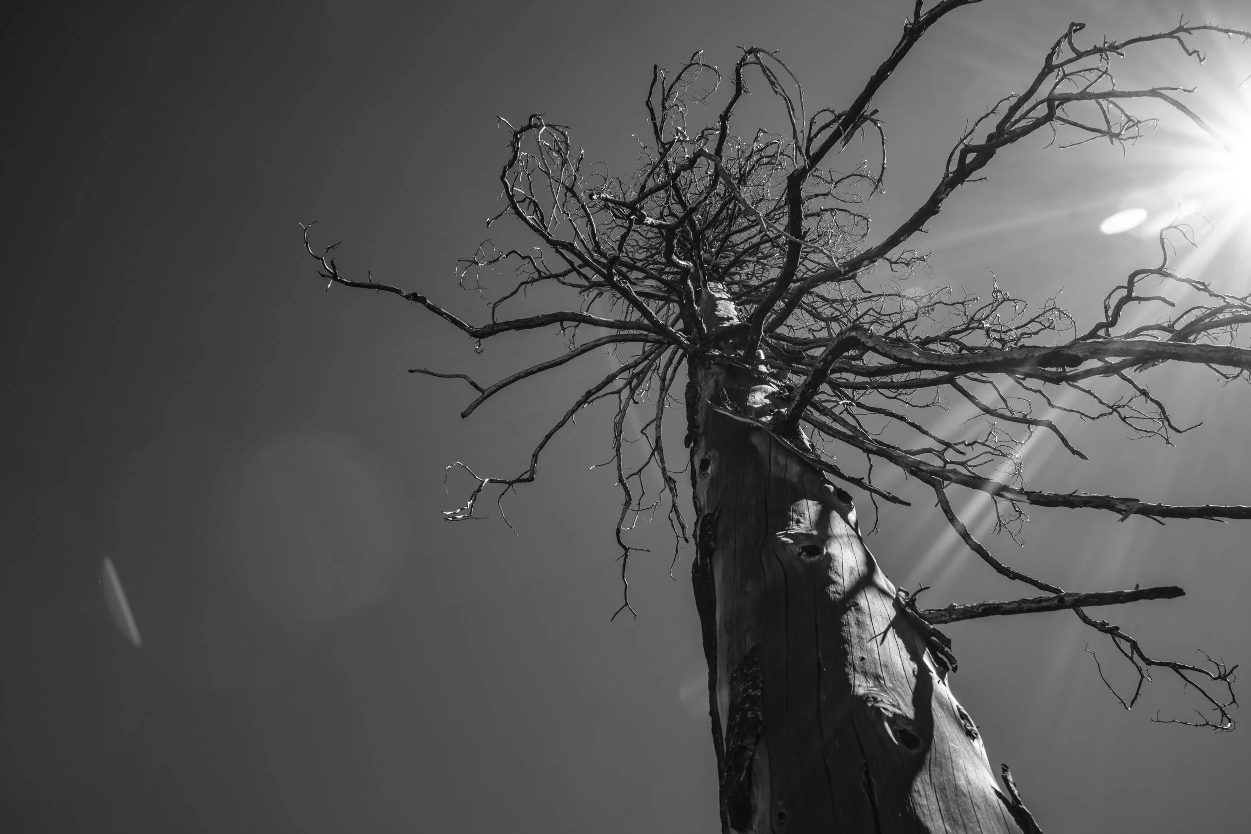 D85_7132.jpg