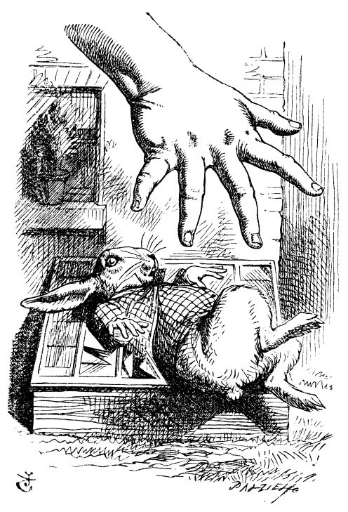rabbit.jpeg