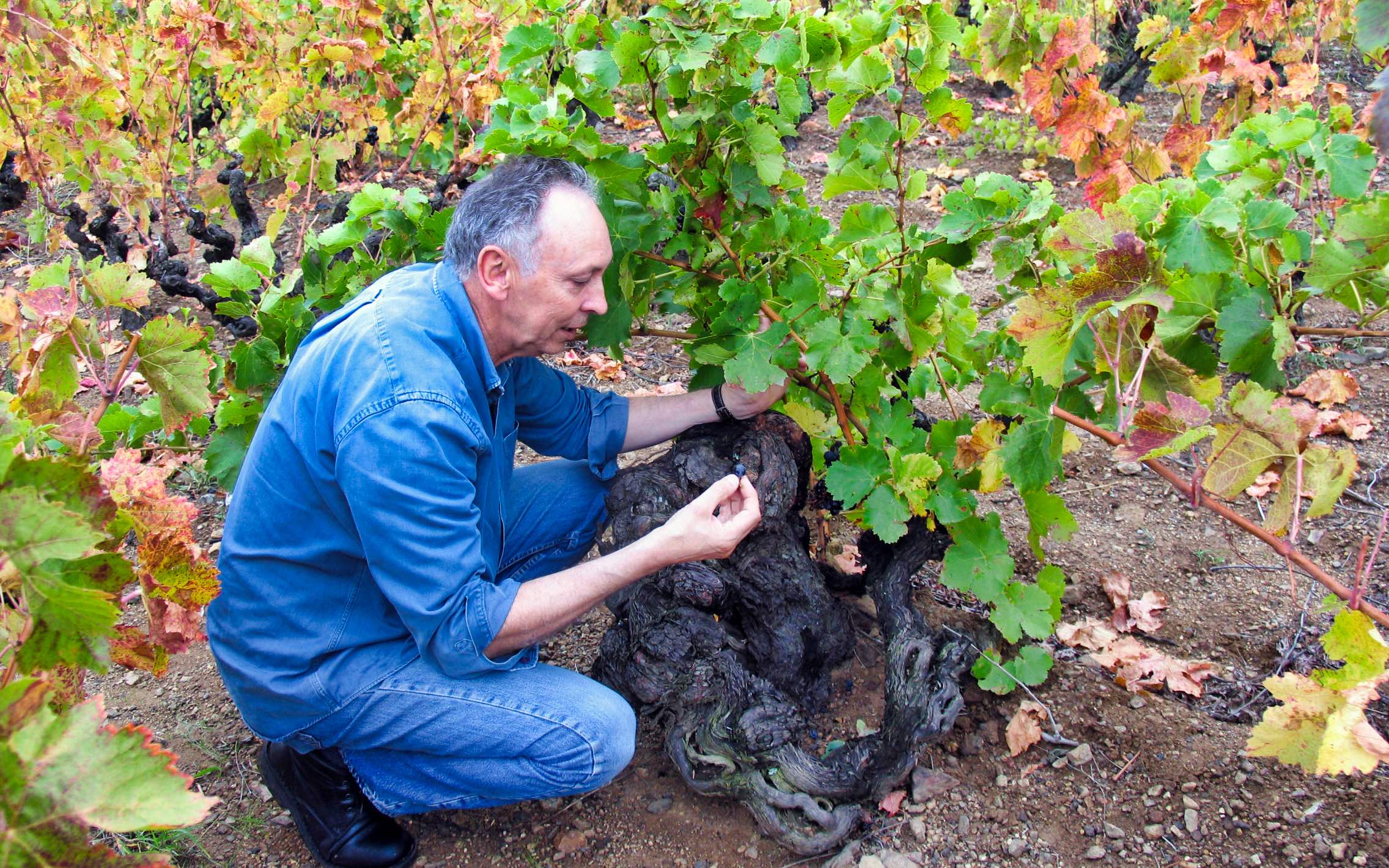 Ron-beside-old-Carignan-vine-luminar-cropped.jpeg