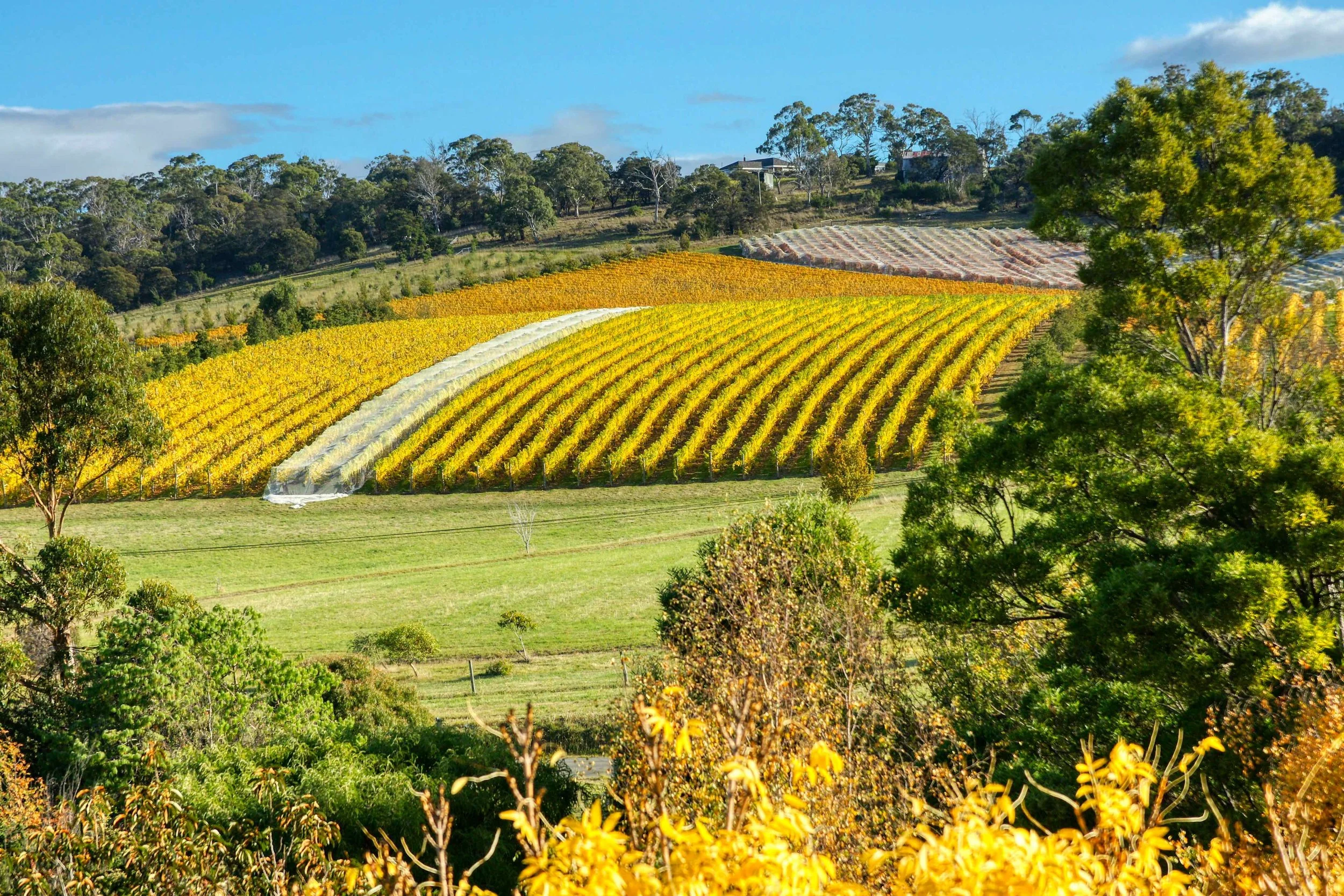 Clarence Vineyard.jpeg