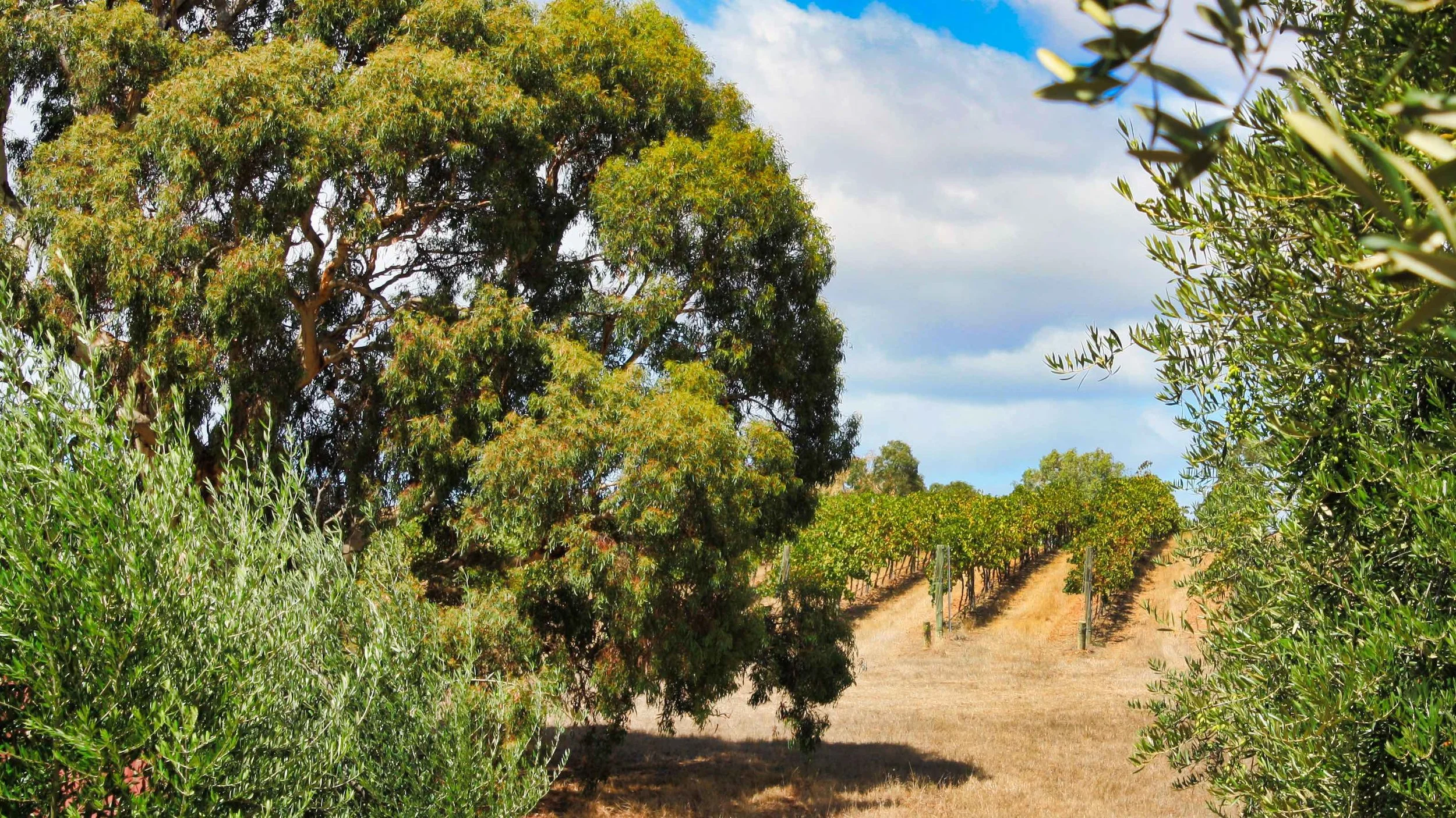 vineyard Finniss River 2 cropped ai.jpeg