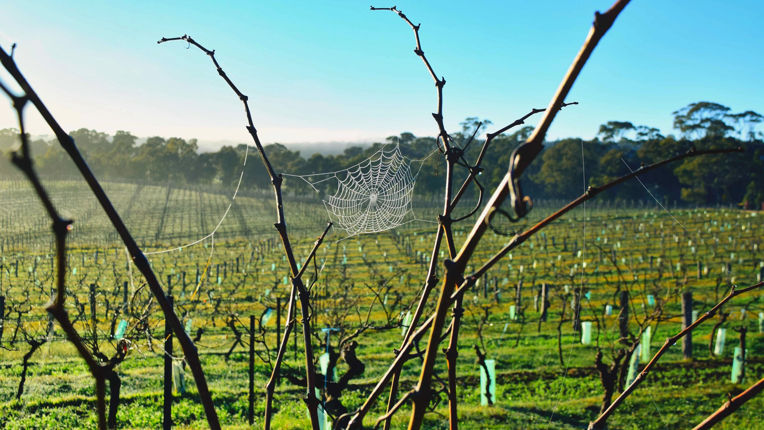 Jasper Hill (NSW & SA) — Vintage and Vine