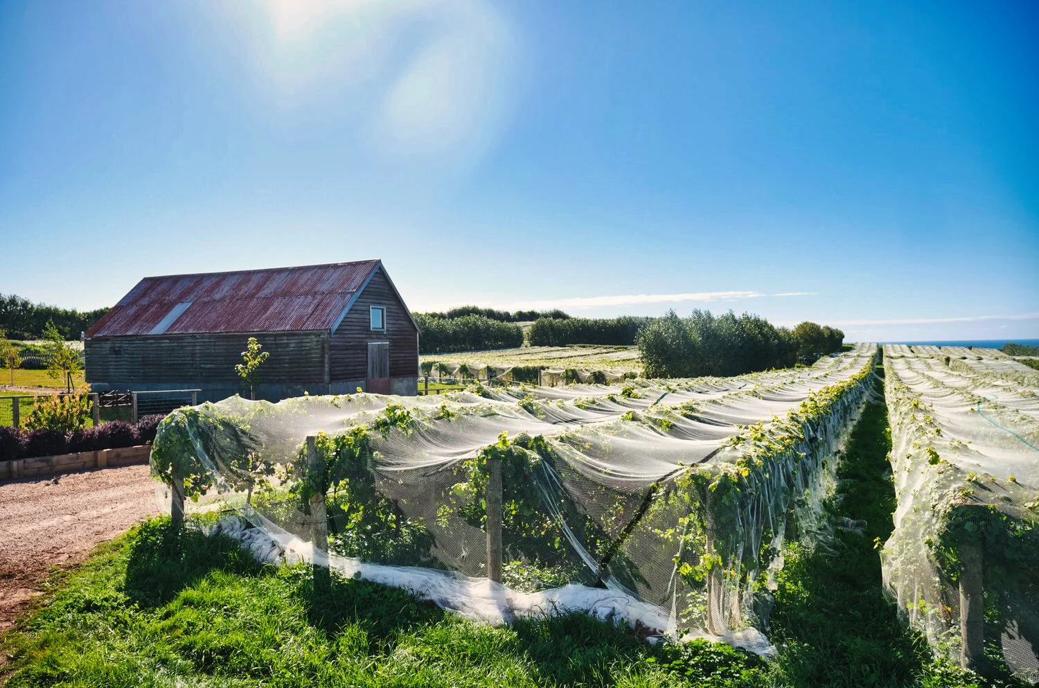GhostRock-3175 Neo forest stream.jpeg