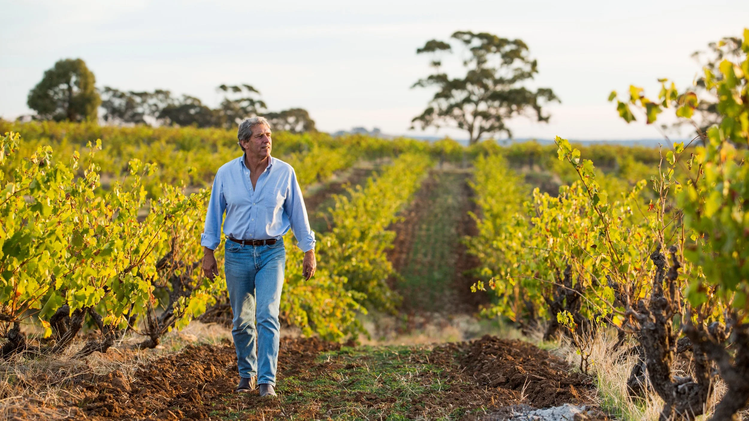 Charlie Vineyard 16-9.jpeg