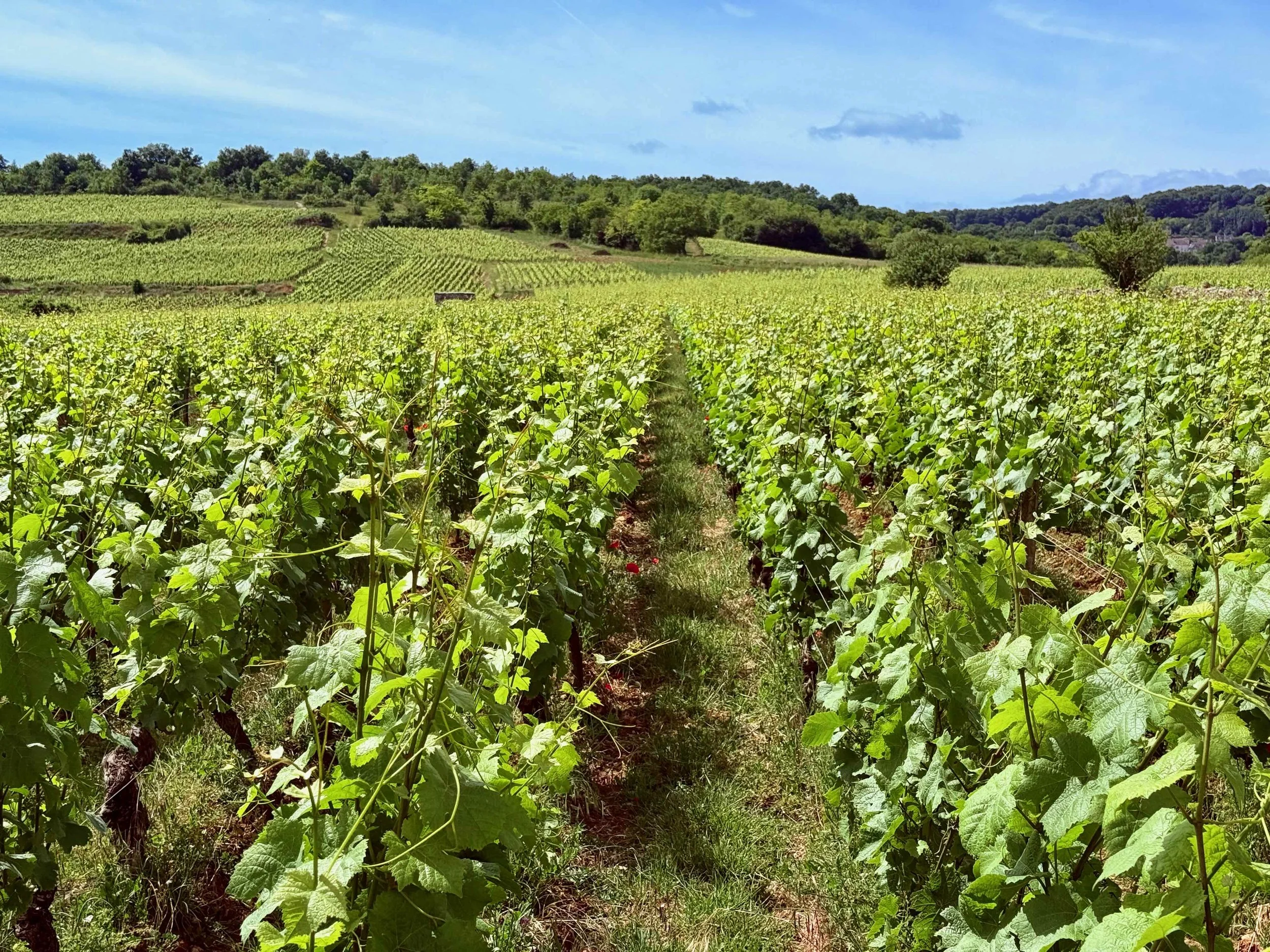Domaine Desvignes — Vintage and Vine