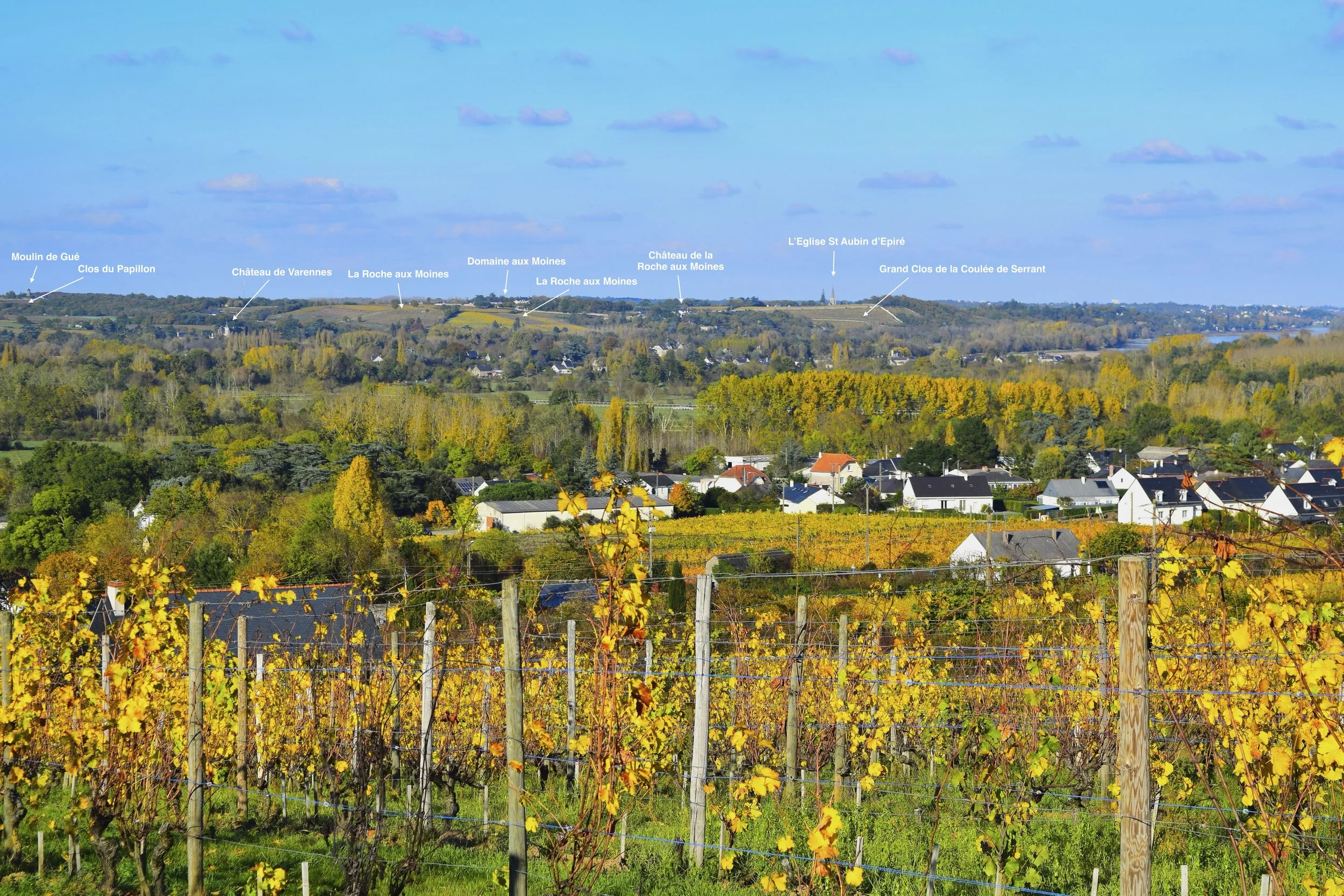 Savennières Landscape Photo.jpeg