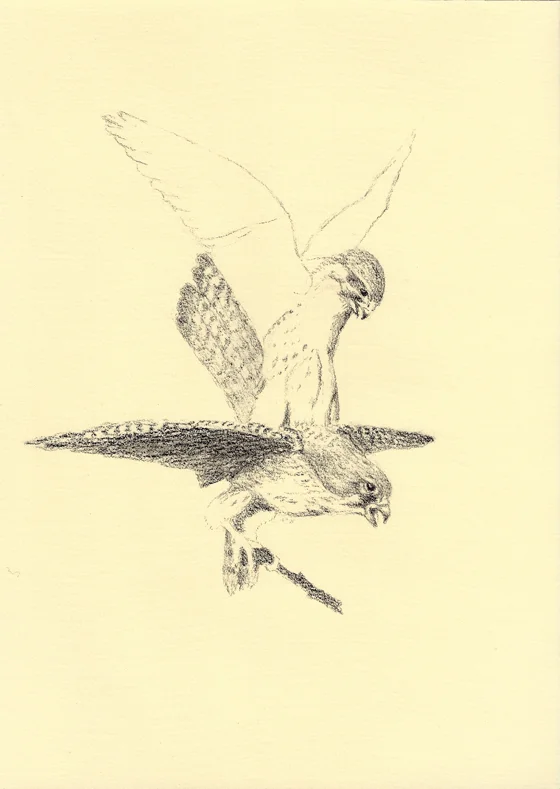 28_04taarnfalkepar.jpg