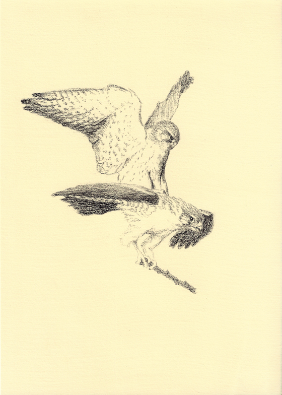 28_03taarnfalkepar.jpg