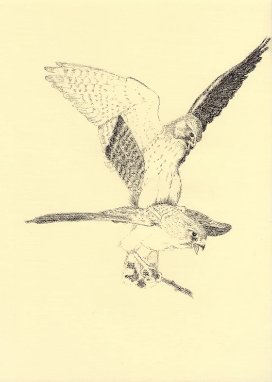 28_05taarnfalkepar.jpg