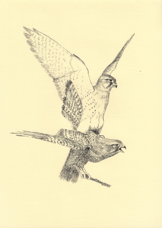 28_07taarnfalkepar.jpg