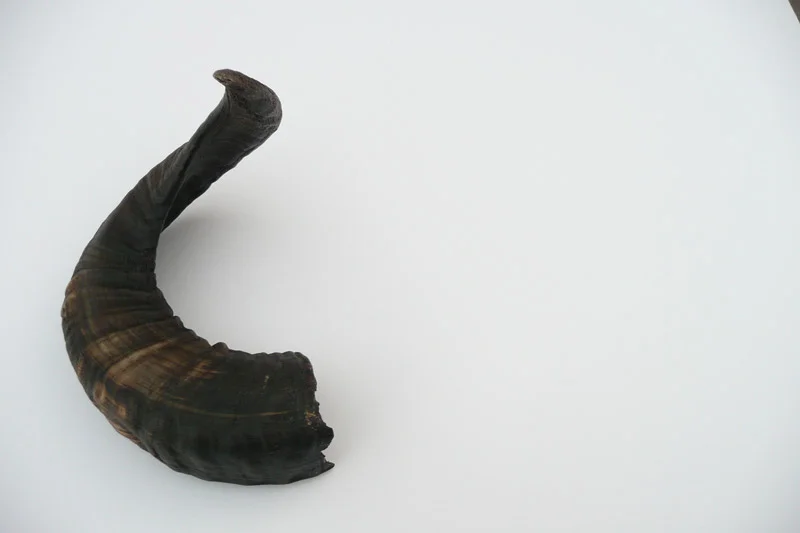 4_26majhorn-579.jpg
