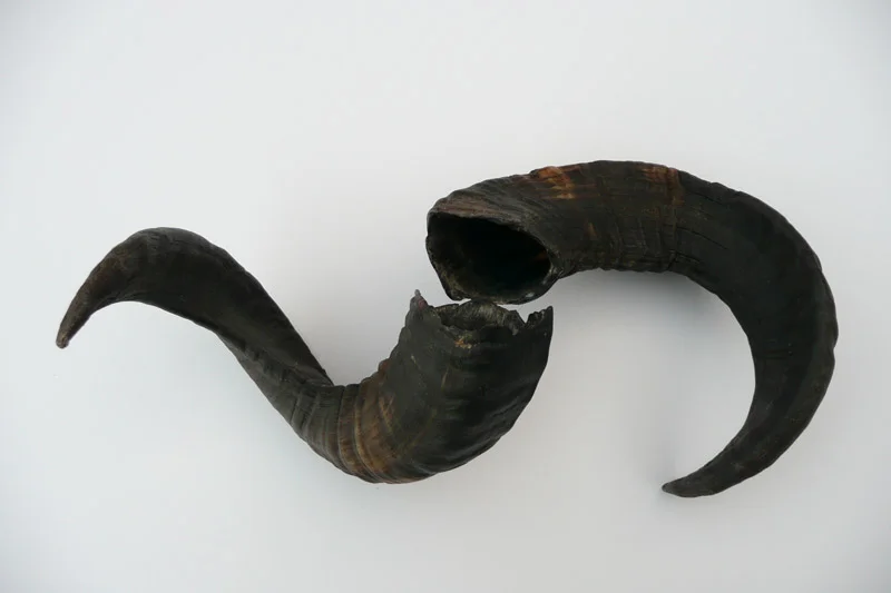 4_26majhorn-586.jpg