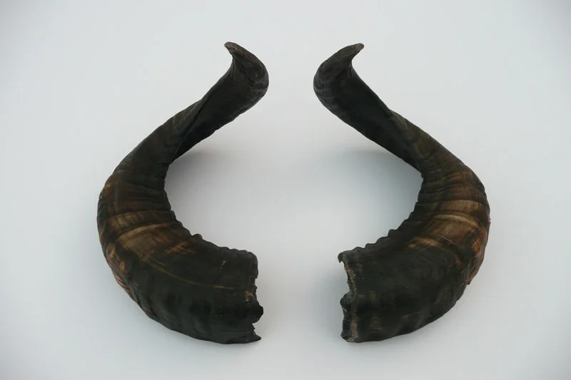4_26majhorn-649.jpg
