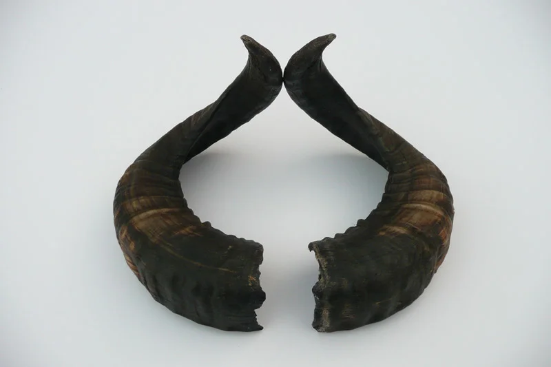 4_26majhorn-655.jpg