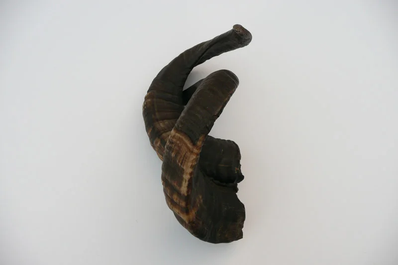 4_26majhorn-706.jpg