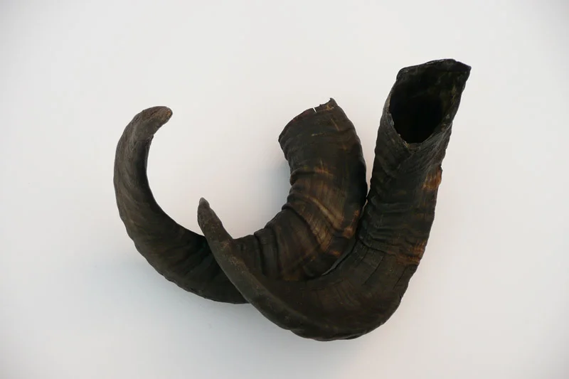 4_26majhorn-715.jpg