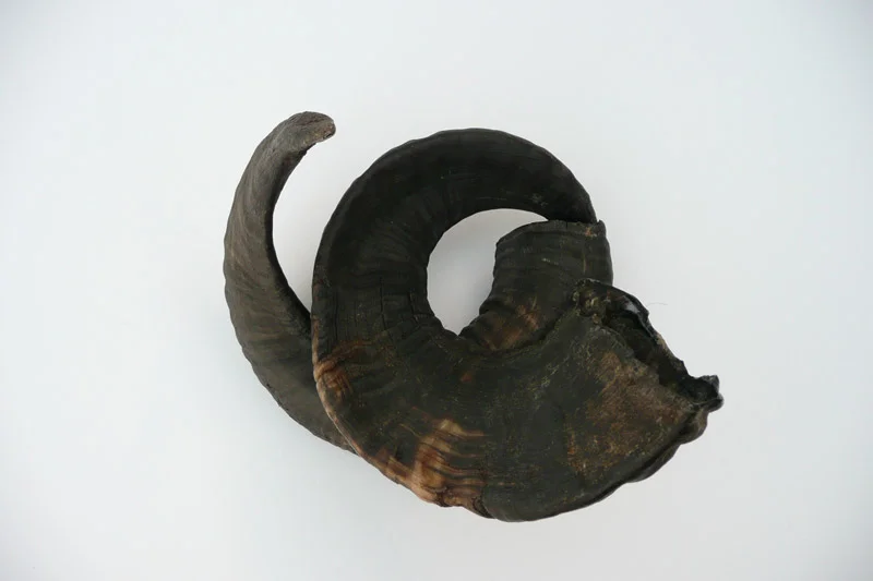 4_26majhorn-718.jpg
