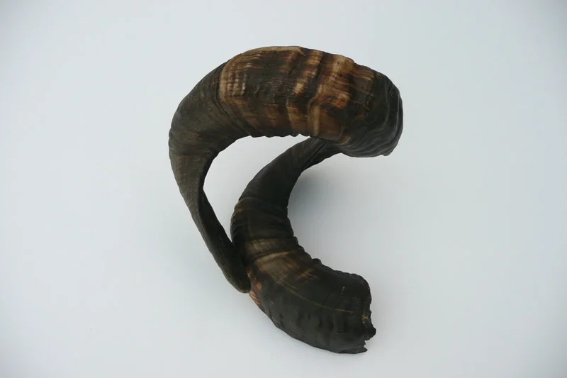 4_26majhorn-736.jpg