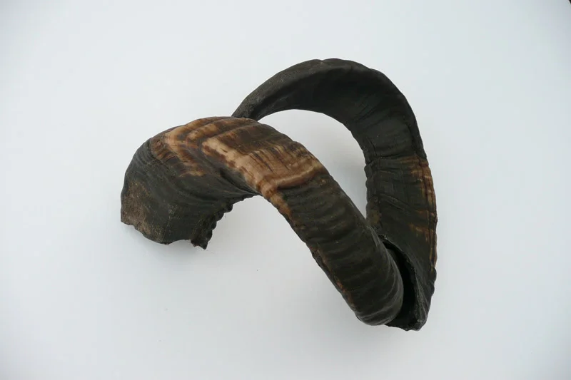 4_26majhorn-769.jpg