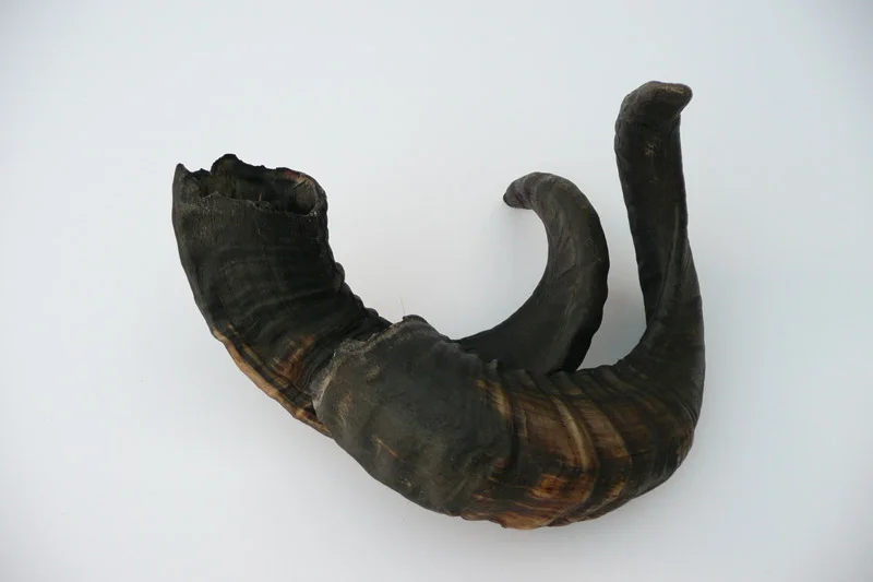 4_26majhorn-808.jpg