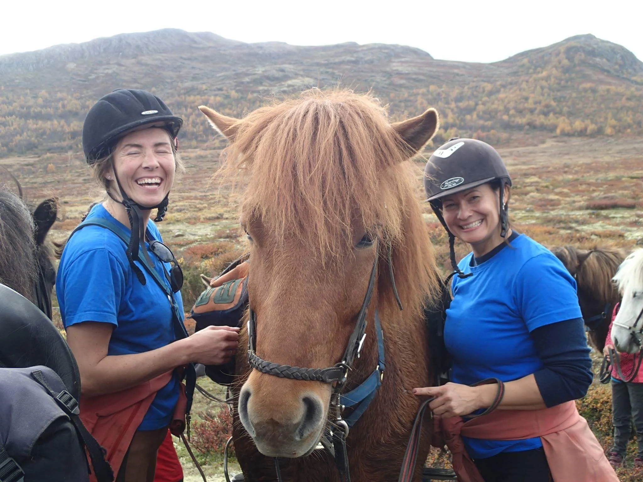 Islandshesthelg på Hjerkinn september 2019- 20-års jubileum!