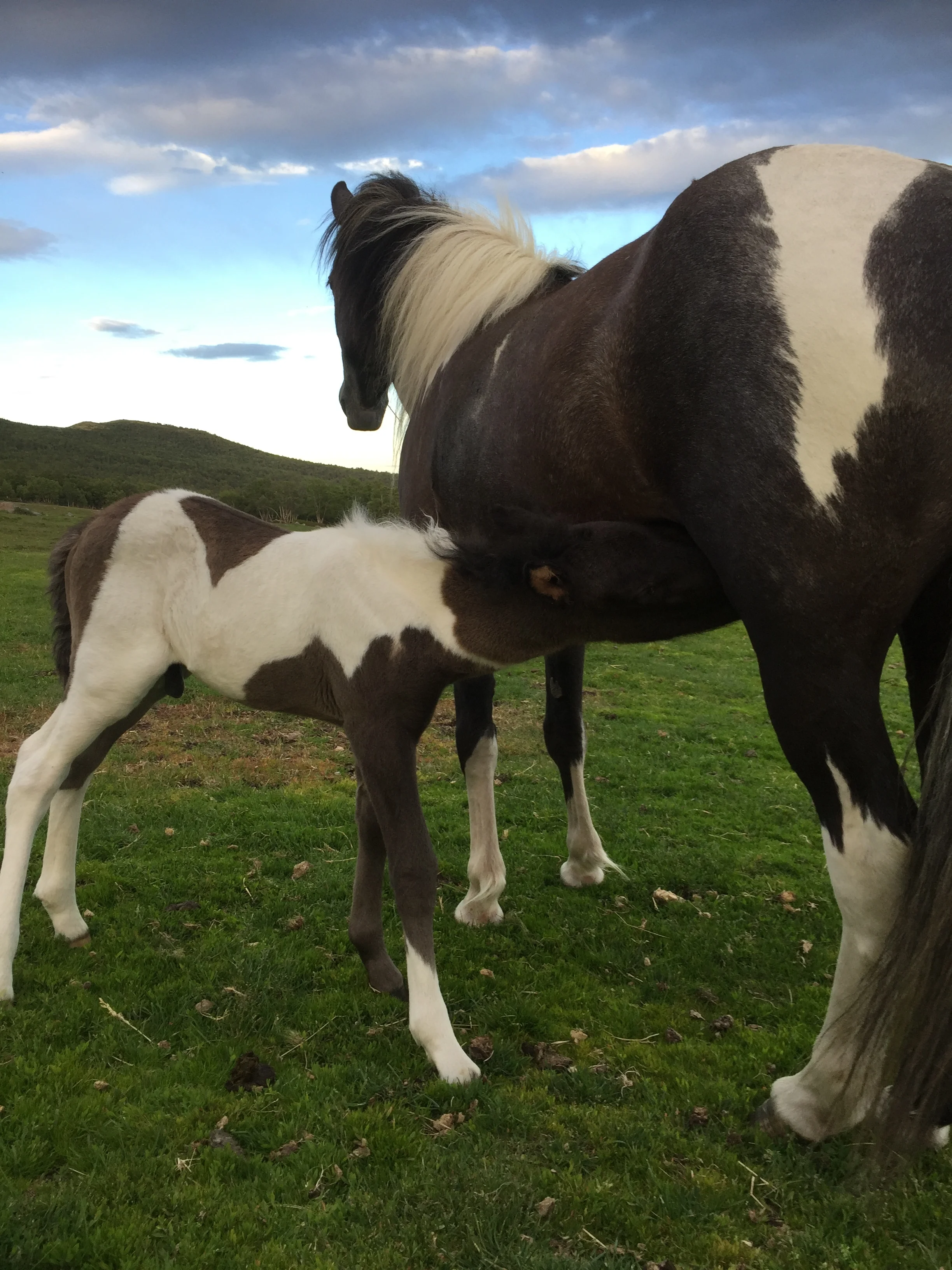 Unghestskue på Hjerkinn i regi av Hlynur Islandshestforening