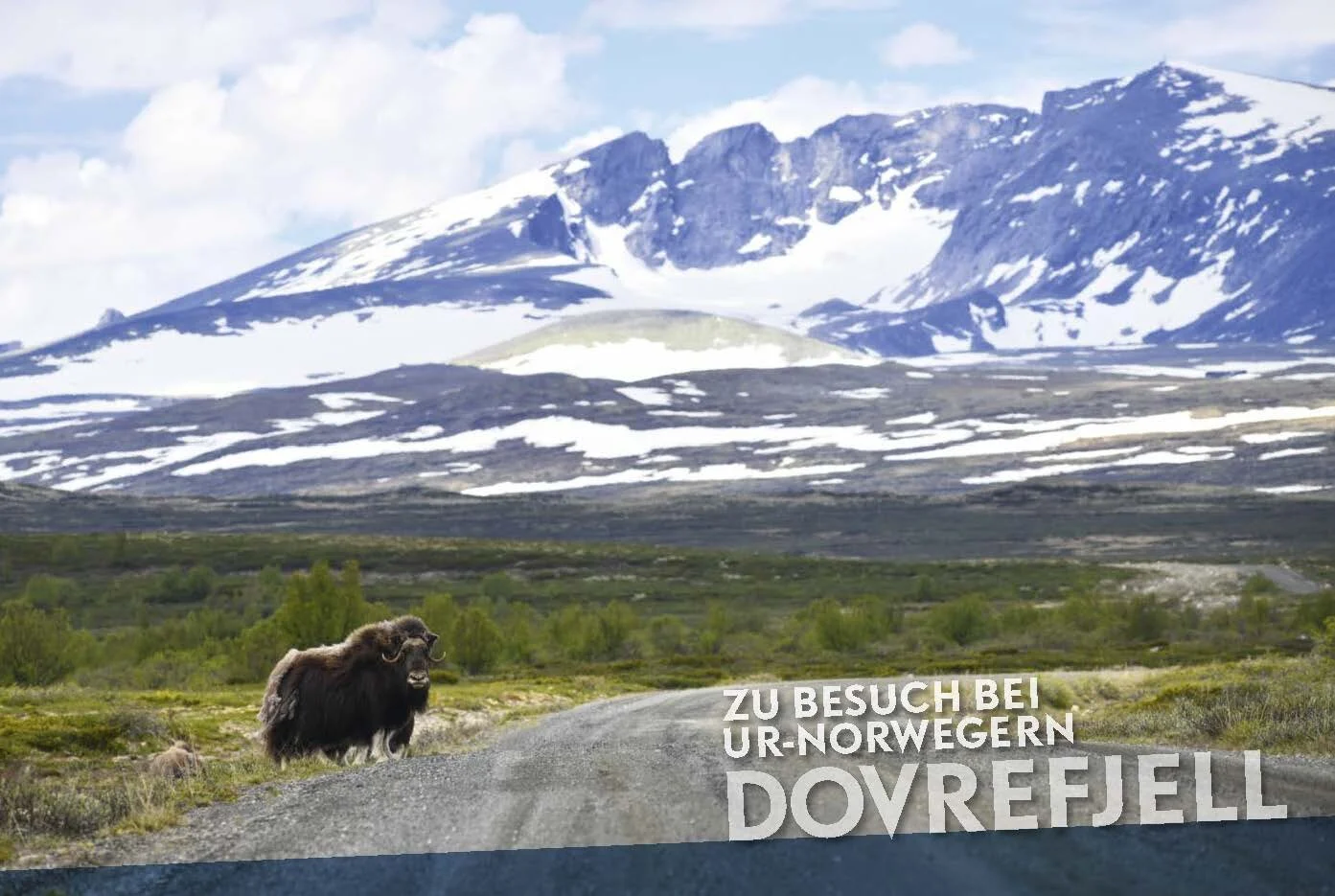 Moschusochen im Dovrefjell