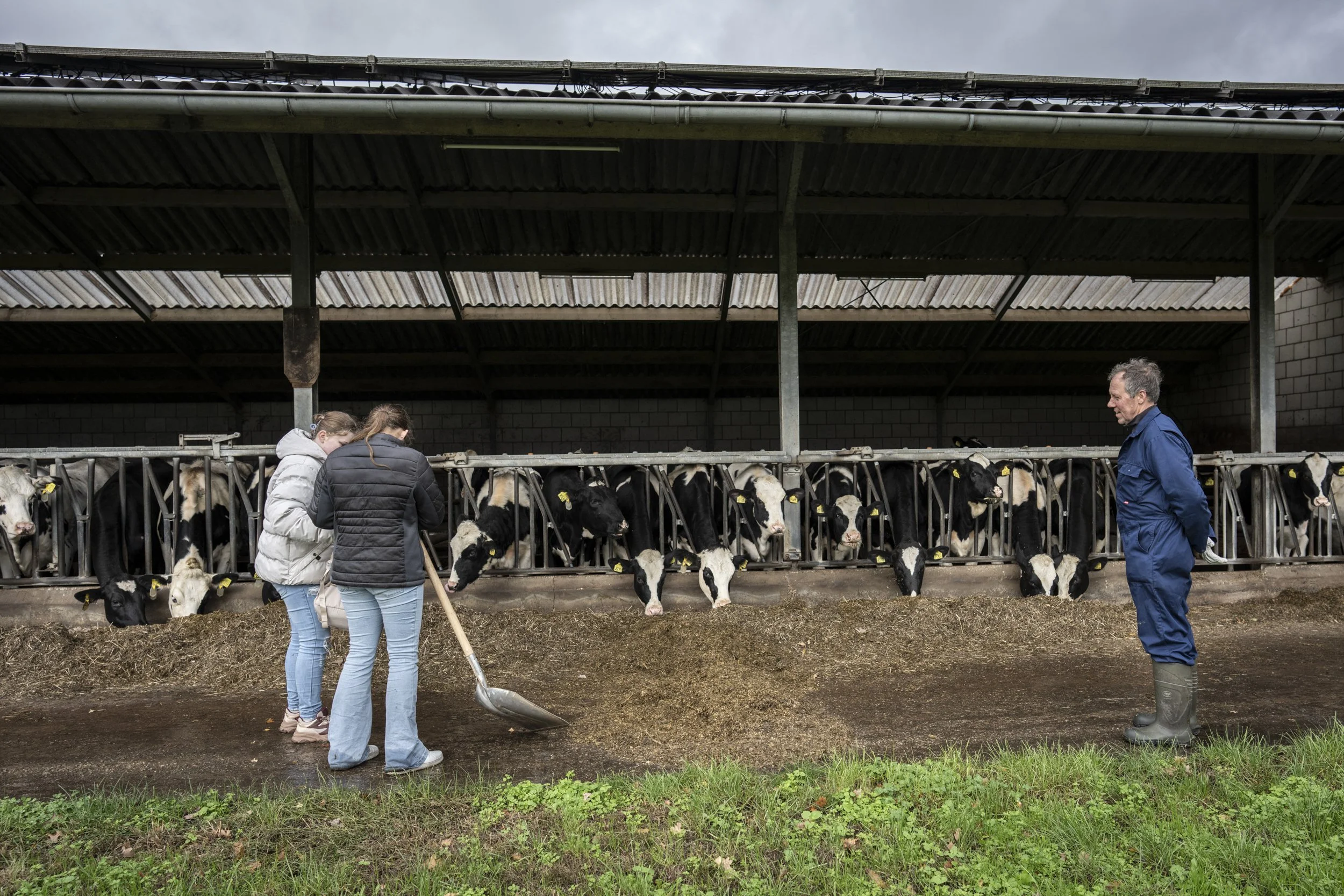 Nederland, Vlijmen, 28 oktober 2025. Leerlingen van Praktijkschool de Rijzert uit Den Bosch draaien een ochtend mee met het melkveebedrijf van Joost en Marleen van Heesbeen.