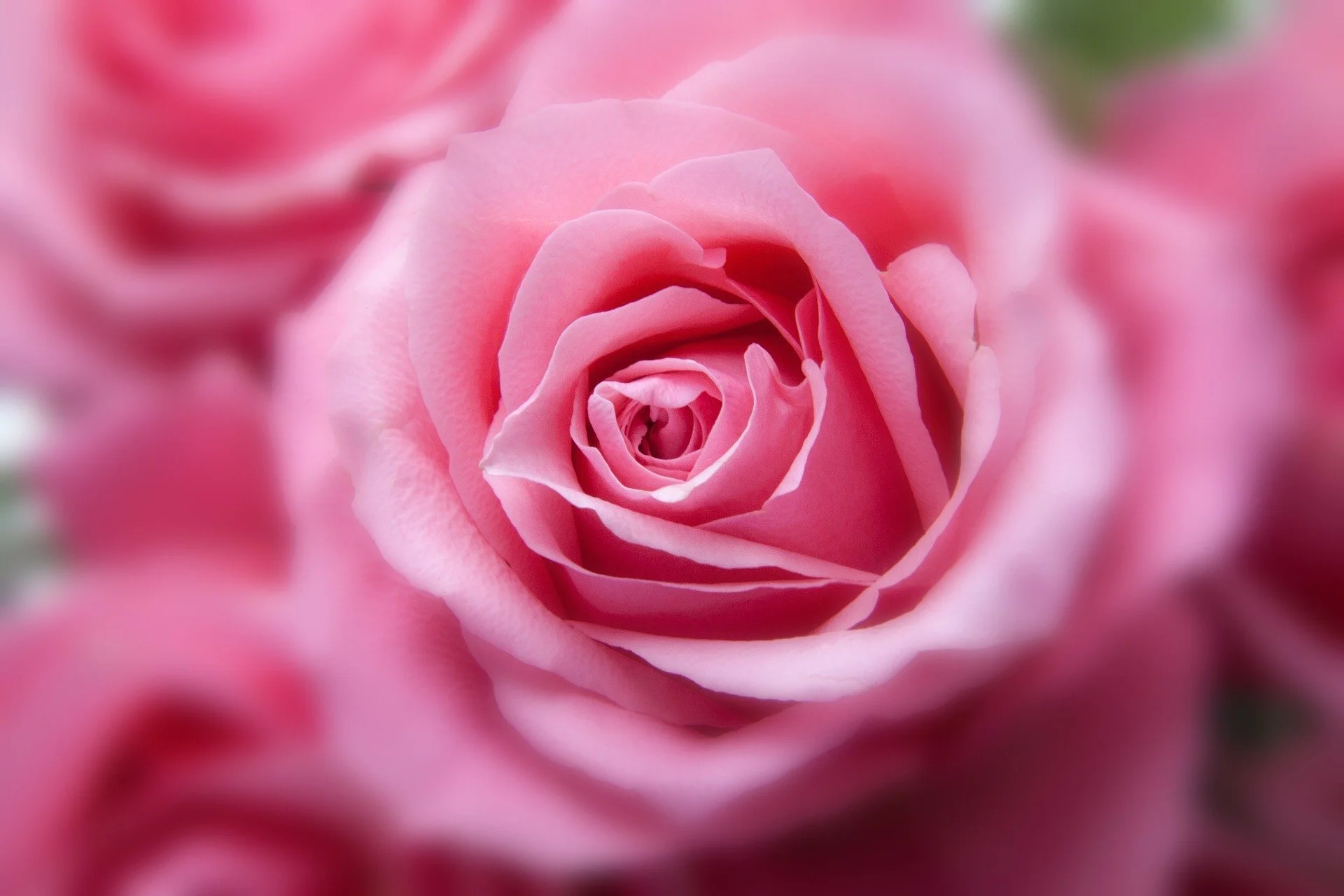 roses-194110_1920.jpg