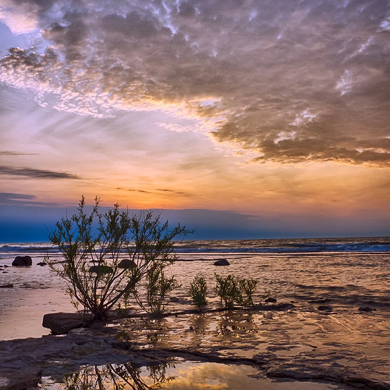 crooked-tree-vineyard-shoreline.jpg