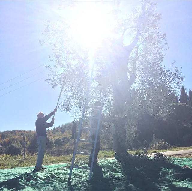 Olive harvest at Borgo La Farneta - photo by Paul Hart, October 2017