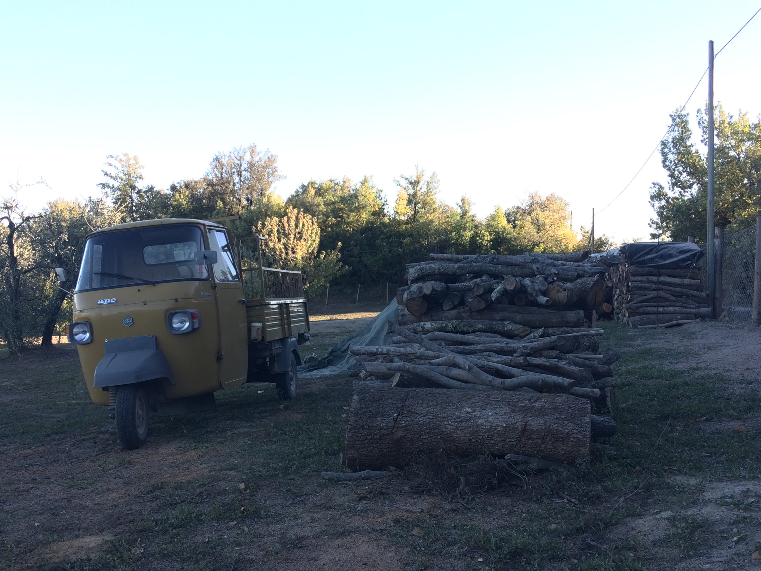 Olive harvest, near Casole D’Elsa, October 2017 - Photo by Paul Hart