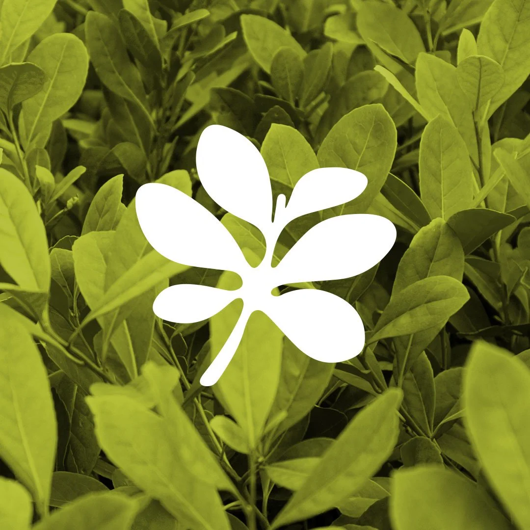 yerba-mate-IGgrid.jpg