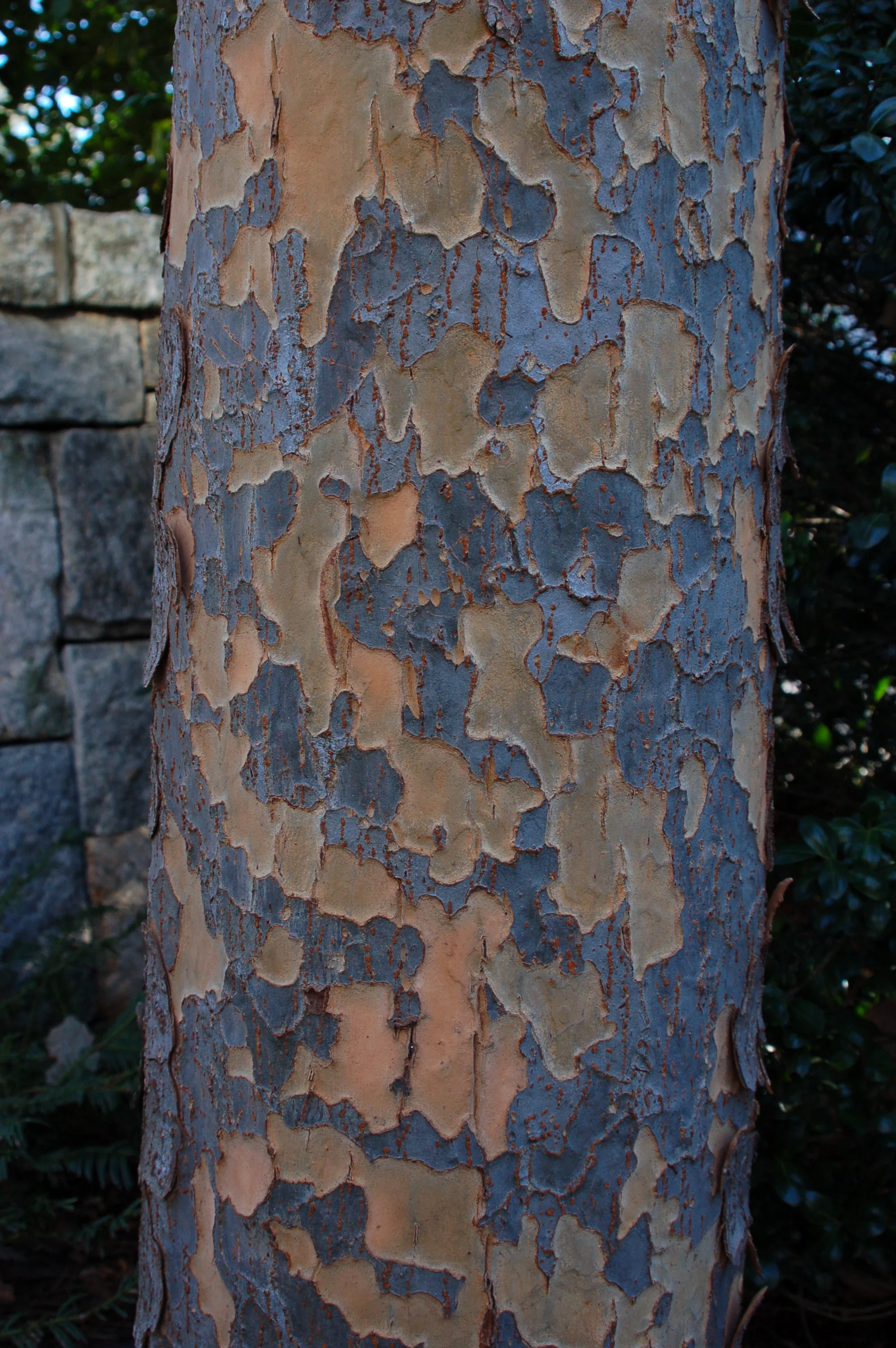 athena-classic-elm-ulmus-parvafolia-bark.jpg