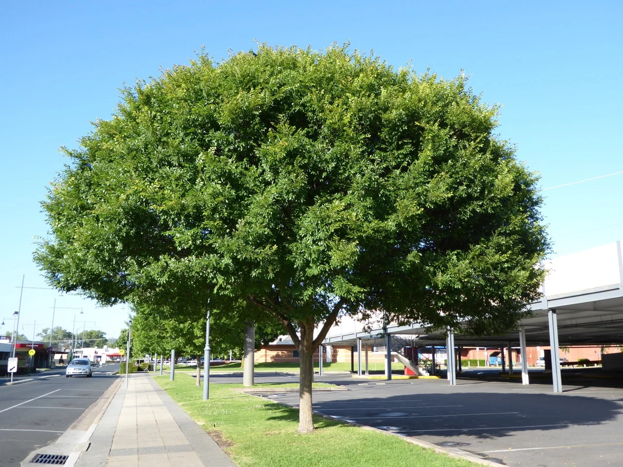 athena-classic-elm-ulmus-parvafolia-landscape-habit.jpeg