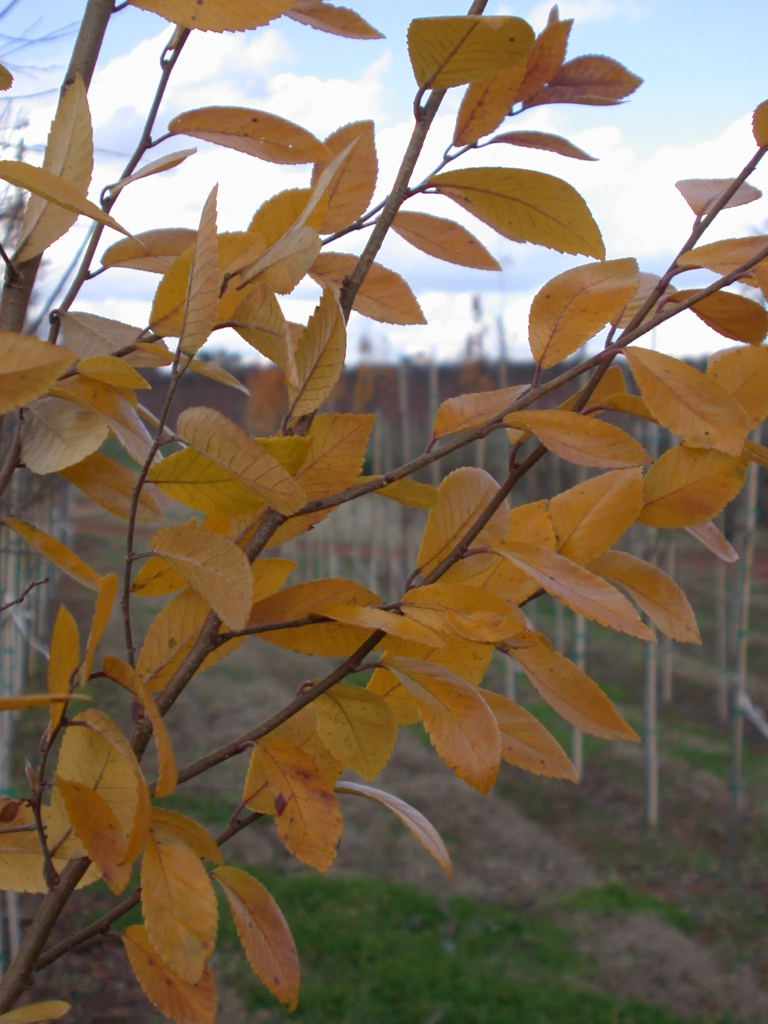 Everclear-Lacebark-Elm-Ulmus-parvafolia-fall-color-2.jpg